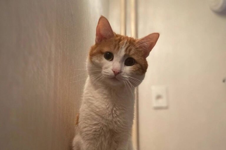 Мизулина предложила установить памятник коту Твиксу