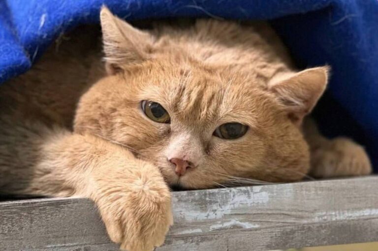 В Перми ушел из жизни кот Крошик, который долго боролся с лишним весом