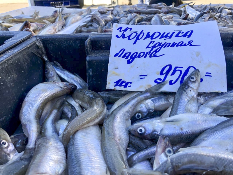 Петербуржцы рискуют остаться без корюшки в 2025 году: в чем причина